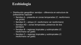 Ecobiologia
• Distribución geográfica: serotipo – diferencia en estructura de
polisacárído capsular
• Serotipo A – presente en zonas temperadas (C. neoformans
var grubii)
• Serotipo D – ubíquo (C. neoformans var neoformans)
• Serotipo AD – zonas temperadas; presencia de dos
serotipos
• Serotipo B – regiones tropicales y subtropicales (C.
neoformans var gattii)
• Serotipo C – regiones tropicales y subtropicales (C.
neoformans var gattii)
 