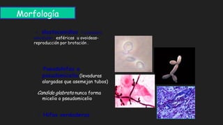 Morfología
- Blastoconidios : Levadura
unicelular , esféricas u ovoideas-
reproducción por brotación .
- Pseudohifas o
pseudomicelio (levaduras
alargadas que asemejan tubos)
Candida glabrata nunca forma
micelio o pseudomicelio
- Hifas verdaderas
 
