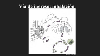 Murray et al, 2002
Vía de ingreso: inhalación
 