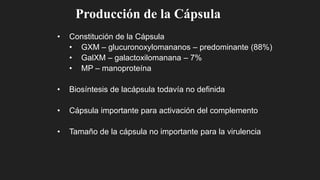 • Constitución de la Cápsula
• GXM – glucuronoxylomananos – predominante (88%)
• GalXM – galactoxilomanana – 7%
• MP – manoproteína
• Biosíntesis de lacápsula todavía no definida
• Cápsula importante para activación del complemento
• Tamaño de la cápsula no importante para la virulencia
Producción de la Cápsula
 