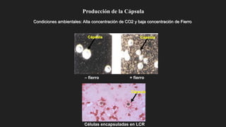 Células encapsuladas en LCR
Cápsula
– fierro + fierro
Cápsula Cápsula
Producción de la Cápsula
Condiciones ambientales: Alta concentración de CO2 y baja concentración de Fierro
 