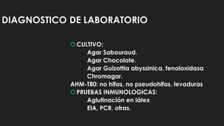 DIAGNOSTICO DE LABORATORIO
CULTIVO:
Agar Sabouraud.
Agar Chocolate.
Agar Guizottia abyssinica, fenoloxidasa
Chromagar.
AHM-T80: no hifas, no pseudohifas, levaduras
PRUEBAS INMUNOLOGICAS:
Aglutinación en látex
EIA, PCR, otras.
 
