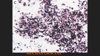 MUCHAS GRACIAS
 