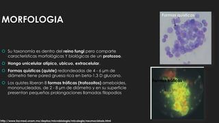 MORFOLOGIA
 Su taxonomía es dentro del reino fungi pero comparte
características morfológicas Y biológicas de un protozoo.
 Hongo unicelular atípico, ubicuo, extracelular.
 Formas quísticas (quiste) redondeadas de 4 - 6 µm de
diámetro tiene pared gruesa rica en beta-1,3 D glucano.
 Los quistes liberan 8 formas tróficas (trofozoitos) ameboides,
mononucleadas, de 2 - 8 µm de diámetro y en su superficie
presentan pequeñas prolongaciones llamadas filopodios
Formas quísticas
Formas tróficas
http://www.facmed.unam.mx/deptos/microbiologia/micologia/neumocistosis.html
 