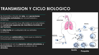 TRANSMISION Y CICLO BIOLOGICO
Se transmite a través del aire, por secreciones
bronquiales exhaladas por los portadores y
enfermos
El MO se encuentra muy difundido en la naturaleza,
en numerosas especies de mamíferos incluido el
ser humano.
Es infectante en cualquiera de sus estados
evolutivos.
El humano es asintomático hasta que su sistema
inmune esta comprometido.
Se establecen en los espacios aéreos alveolares, y
bronquiolares, así como en la pared de los
alveolos.
Quiste
Prequiste
Trofozoitos
 