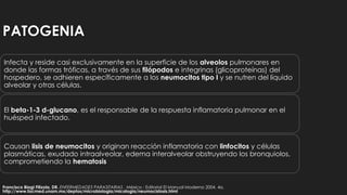 PATOGENIA
Infecta y reside casi exclusivamente en la superficie de los alveolos pulmonares en
donde las formas tróficas, a través de sus filópodos e integrinas (glicoproteínas) del
hospedero, se adhieren específicamente a los neumocitos tipo I y se nutren del líquido
alveolar y otras células.
El beta-1-3 d-glucano, es el responsable de la respuesta inflamatoria pulmonar en el
huésped infectado.
Causan lisis de neumocitos y originan reacción inflamatoria con linfocitos y células
plasmáticas, exudado intraalveolar, edema interalveolar obstruyendo los bronquiolos,
comprometiendo la hematosis
Francisco Biagi Filizola, DR. ENFERMEDADES PARASITARIAS . México : Editorial El Manual Moderno 2004. 4a.
http://www.facmed.unam.mx/deptos/microbiologia/micologia/neumocistosis.html
 