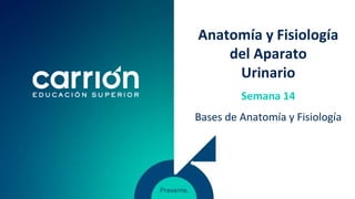 Anatomía y Fisiología
del Aparato
Urinario
Bases de Anatomía y Fisiología
Semana 14
 