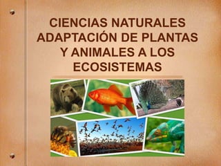 CIENCIAS NATURALES
ADAPTACIÓN DE PLANTAS
Y ANIMALES A LOS
ECOSISTEMAS
 