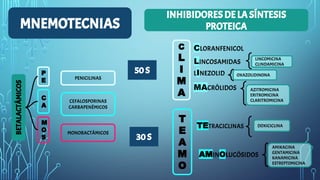 MNEMOTECNIAS
BETALACTÁMICOS
P
E
C
A
M
O
S
PENICILINAS
CEFALOSPORINAS
CARBAPENÉMICOS
MONOBACTÁMICOS
C
L
I
M
A
T
E
A
M
O
CLORANFENICOL
AMIKACINA
GENTAMICINA
KANAMICINA
ESTREPTOMICINA
DOXICICLINA
AZITROMICINA
ERITROMICINA
CLARITROMICINA
OXAZOLIDINONA
LINCOMICINA
CLINDAMICINA
INHIBIDORES DE LA SÍNTESIS
PROTEICA
50 S
30 S
LINCOSAMIDAS
LINEZOLID
MACRÓLIDOS
TETRACICLINAS
AMINOLUCÓSIDOS
 