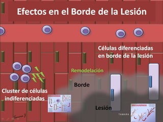 T A M A R A J O R Q U I E R A
 