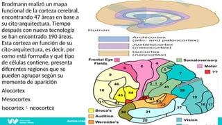 Neocortex Broadman Semana 15 2025.pptx sistema nervioso amatomia | PPTX