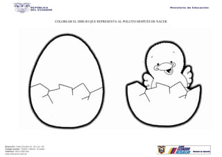 Dirección: Calle 20 entre Av. 25 y Av. 26.
Código postal: 130203 / Manta - Ecuador
Teléfono: 593-2-590-030
www.educacion.gob.ec
COLOREAR EL DIBUJO QUE REPRESENTA AL POLLITO DESPUÉS DE NACER
 