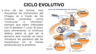 Vinchuca Insecto SEMANA_17_Tricomoniasis_Tripanosomiasis.pdf