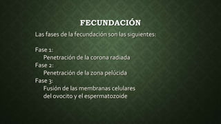 Las fases de la fecundación son las siguientes:
Fase 1:
Penetración de la corona radiada
Fase 2:
Penetración de la zona pelúcida
Fase 3:
Fusión de las membranas celulares
del ovocito y el espermatozoide
FECUNDACIÓN
 