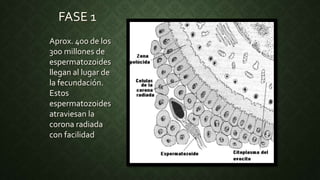 FASE 1
Aprox. 400 de los
300 millones de
espermatozoides
llegan al lugar de
la fecundación.
Estos
espermatozoides
atraviesan la
corona radiada
con facilidad
 