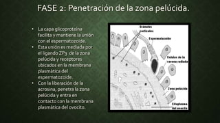FASE 2: Penetración de la zona pelúcida.
• La capa glicoproteína
facilita y mantiene la unión
con el espermatozoide.
• Esta unión es mediada por
el ligando ZP3 de la zona
pelúcida y receptores
ubicados en la membrana
plasmática del
espermatozoide.
• Con la liberación de la
acrosina, penetra la zona
pelúcida y entra en
contacto con la membrana
plasmática del ovocito.
 