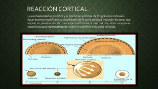La permeabilidad se modifica y se liberan las enzimas de los gránulos corticales.
Estas enzimas modifican las propiedades de la zona pelúcida (reacción de zona) que
impide la penetración de más espermatozoides e inactiva los sitios receptores
específicos para espermatozoides sobre la superficie de la zona pelúcida.
REACCIÓN CORTICAL
 