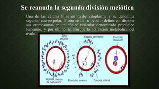 Una de las células hijas no recibe citoplasma y se denomina
segundo cuerpo polar, la otra célula u ovocito definitivo, dispone
sus cromosomas en un núcleo vesicular denominado pronúcleo
femenino, y por ultimo se produce la activación metabólica del
óvulo.
Se reanuda la segunda división meiótica
 