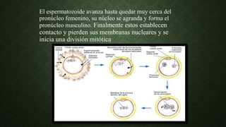 El espermatozoide avanza hasta quedar muy cerca del
pronúcleo femenino, su núcleo se agranda y forma el
pronúcleo masculino. Finalmente estos establecen
contacto y pierden sus membranas nucleares y se
inicia una división mitótica
 