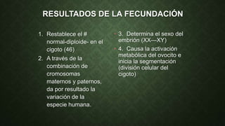 RESULTADOS DE LA FECUNDACIÓN
1. Restablece el #
normal-diploide- en el
cigoto (46)
2. A través de la
combinación de
cromosomas
maternos y paternos,
da por resultado la
variación de la
especie humana.
• 3. Determina el sexo del
embrión (XX—XY)
• 4. Causa la activación
metabólica del ovocito e
inicia la segmentación
(división celular del
cigoto)
 