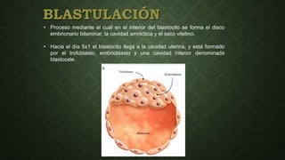 BLASTULACIÓN
• Proceso mediante el cual en el interior del blastocito se forma el disco
embrionario bilaminar, la cavidad amniótica y el saco vitelino.
• Hacia el día 5±1 el blastocito llega a la cavidad uterina, y está formado
por el trofoblasto, embrioblasto y una cavidad interior denominada
blastocele.
 