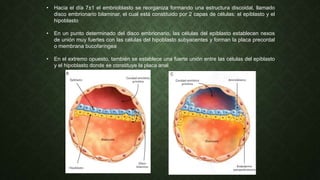 • Hacia el día 7±1 el embrioblasto se reorganiza formando una estructura discoidal, llamado
disco embrionario bilaminar, el cual está constituido por 2 capas de células: el epiblasto y el
hipoblasto
• En un punto determinado del disco embrionario, las células del epiblasto establecen nexos
de unión muy fuertes con las células del hipoblasto subyacentes y forman la placa precordal
o membrana bucofaríngea
• En el extremo opuesto, también se establece una fuerte unión entre las células del epiblasto
y el hipoblasto donde se constituye la placa anal
 