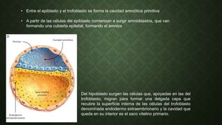 • Entre el epiblasto y el trofoblasto se forma la cavidad amniótica primitiva
• A partir de las células del epiblasto comienzan a surgir amnioblastos, que van
formando una cubierta epitelial, formando el amnios
Del hipoblasto surgen las células que, apoyadas en las del
trofoblasto, migran para formar una delgada capa que
recubre la superficie interna de las células del trofoblasto
denominada endodermo extraembrionario y la cavidad que
queda en su interior es el saco vitelino primario.
 