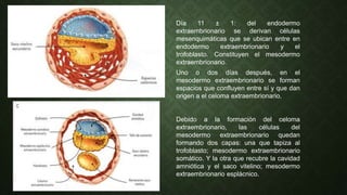 Día 11 ± 1: del endodermo
extraembrionario se derivan células
mesenquimáticas que se ubican entre en
endodermo extraembrionario y el
trofoblasto. Constituyen el mesodermo
extraembrionario.
Uno o dos días después, en el
mesodermo extraembrionario se forman
espacios que confluyen entre sí y que dan
origen a el celoma extraembrionario.
Debido a la formación del celoma
extraembrionario, las células del
mesodermo extraembrionario quedan
formando dos capas: una que tapiza al
trofoblasto; mesodermo extraembrionario
somático. Y la otra que recubre la cavidad
amniótica y el saco vitelino; mesodermo
extraembrionario esplácnico.
 
