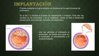 IMPLANTACIÓN
Proceso mediante el cual el embrión se introduce en la capa funcional del
endometrio.
En el día 7 ± iniciará el proceso de implantación o nidación. Para ello hay
cambios en el endometrio y en el trofoblasto, donde al final el blastocisto
escapa de la zona pelúcida, (eclosión del blastocisto).
Una vez adherido el trofoblasto al
endometrio, se forman dos capas en
el trofoblasto: el citotrofoblasto y el
sincitiotrofoblasto.
 