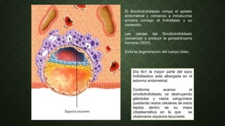 El Sincitiotrofoblasto rompe el epitelio
endometrial y comienza a introducirse
arrastra consigo el trofoblasto y su
contenido.
Las células del Sincitiotrofoblasto
comienzan a producir la gonadotropina
humana (GCH).
Evita la degeneración del cuerpo lúteo.
Día 8±1 la mayor parte del saco
trofoblastico está albergada en el
estroma endometrial.
Conforme avanza el
sincitiotrofoblasto va destruyendo
glándulas y vasos sanguíneos
quedando restos celulares de estos
tejidos dentro de su masa
citoplasmática en la que se
observarse espacios lacunares.
 