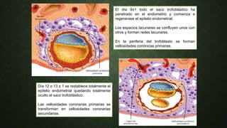 El día 9±1 todo el saco trofoblástico ha
penetrado en el endometrio y comienza a
regenerase el epitelio endometrial.
Los espacios lacunares se confluyen unos con
otros y forman redes lacunares.
En la periferia del trofoblasto se forman
vellosidades coriónicas primarias.
Día 12 o 13 ± 1 se restablece totalmente el
epitelio endometrial quedando totalmente
oculto el saco trofoblástico.
Las vellosidades coronarias primarias se
transforman en vellosidades coronarias
secundarias.
 