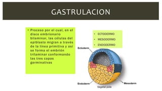  Proceso por el cual, en el
disco embrionario
bilaminar, las células del
epiblasto migran a través
de la línea primitiva y así
se forma el embrión
trilaminar conformando
las tres capas
germinativas
GASTRULACION
• ECTODERMO
• MESODERMO
• ENDODERMO
 