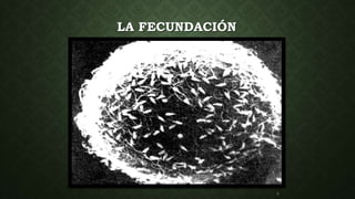 LA FECUNDACIÓN
 