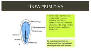  Comienza a formarse al
inicio de la tercera
semana y es una
condensación de células
situada en la línea media
del extremo caudal del
epiblasto
LÍNEA PRIMITIVA
En su extremo craneal las
células proliferan formando el
nódulo primitivo o de Hensen
 