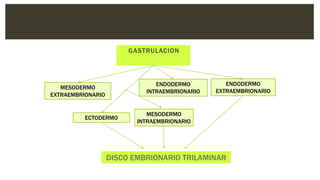 GASTRULACION
MESODERMO
EXTRAEMBRIONARIO
ECTODERMO
MESODERMO
INTRAEMBRIONARIO
ENDODERMO
INTRAEMBRIONARIO
ENDODERMO
EXTRAEMBRIONARIO
DISCO EMBRIONARIO TRILAMINAR
 