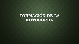 FORMACIÓN DE LA
NOTOCORDA
 