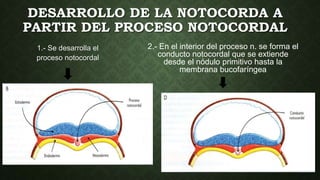 DESARROLLO DE LA NOTOCORDA A
PARTIR DEL PROCESO NOTOCORDAL
1.- Se desarrolla el
proceso notocordal
2.- En el interior del proceso n. se forma el
conducto notocordal que se extiende
desde el nódulo primitivo hasta la
membrana bucofaríngea
 