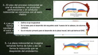 3.- El piso del proceso notocordal se
une al endodermo, se producen
perforaciones y el conducto
notocordal se comunica con el saco
vitelino
4.-Las perforaciones confluyen, se
forma la placa notocordal y la
cavidad amniótica se comunica con
el saco vitelino a través de la fóvea
primitiva formando así el canal
neuroentérico.
5.- La placa notocordal se invagina
tomando forma de tubo y así se
forma la notocorda que se
desprende del endodermo.
• Define el eje longitudinal
• Es la base para el desarrollo del esqueleto axial: huesos de la cabeza y la columna
vertebral.
• Es el inductor primario para el desarrollo de la placa neural, del cual deriva el SNC.
 
