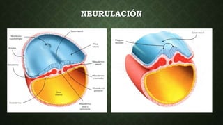 NEURULACIÓN
 