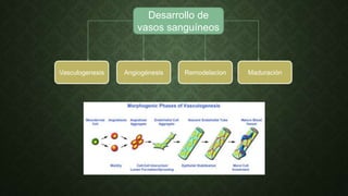 Desarrollo de
vasos sanguíneos
MaduraciónAngiogénesisVasculogenesis Remodelacion
 