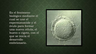 Es el fenómeno
biológico mediante el
cual se une el
espermatozoide y el
óvulo para formar
una nueva célula, el
huevo o cigoto, con el
que se inicia el
desarrollo
embrionario.
 