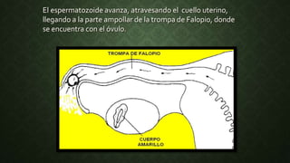 El espermatozoide avanza, atravesando el cuello uterino,
llegando a la parte ampollar de la trompa de Falopio, donde
se encuentra con el óvulo.
 