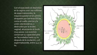 Con el eyaculado se depositan
en la vagina unos 200 millones
de espermatozoides, la
mayoría quedan en el camino
atrapados por barreras físicas,
como el cuello uterino y la
unión uterotubárica, o
destruidos por la acidez
vaginal, alcanzando el óvulo
muy pocos. Los ovocitos
conservan su capacidad para
ser fecundados hasta 24 hs.
después de la ovulación, y el
espermatozoide, entre 24 y 72
hs.
 