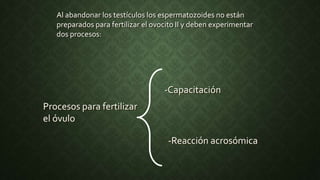 Al abandonar los testículos los espermatozoides no están
preparados para fertilizar el ovocito II y deben experimentar
dos procesos:
-Capacitación
-Reacción acrosómica
Procesos para fertilizar
el óvulo
 