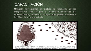Mediante este proceso se produce la eliminación de las
glicoproteínas que integran la membrana plasmática del
espermatozoide, solamente los capacitados pueden atravesar a
las células de la corona radiada.
CAPACITACIÓN
 