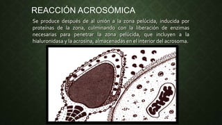 Se produce después de al unión a la zona pelúcida, inducida por
proteínas de la zona, culminando con la liberación de enzimas
necesarias para penetrar la zona pelúcida, que incluyen a la
hialuronidasa y la acrosina, almacenadas en el interior del acrosoma.
REACCIÓN ACROSÓMICA
 
