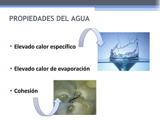 PROPIEDADES DEL AGUA 
• Elevado calor específico 
• Elevado calor de evaporación 
• Cohesión 
 