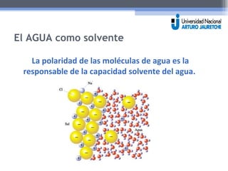 El AGUA como solvente 
La polaridad de las moléculas de agua es la 
responsable de la capacidad solvente del agua. 
 