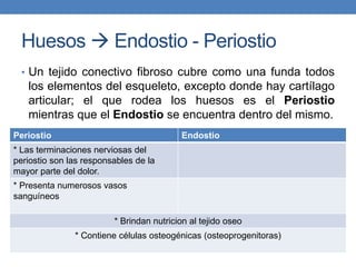 SEMANA 2-Anatomia-y-Fisiologia-Funcional-.pdf
