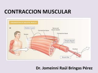 CONTRACCION MUSCULAR
Dr. Jomeinni Raúl Bringas Pérez
 